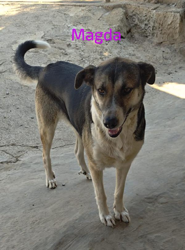 🌸🐾Magda – 4 Anni, 30 Kg Di Dolcezza 🐾